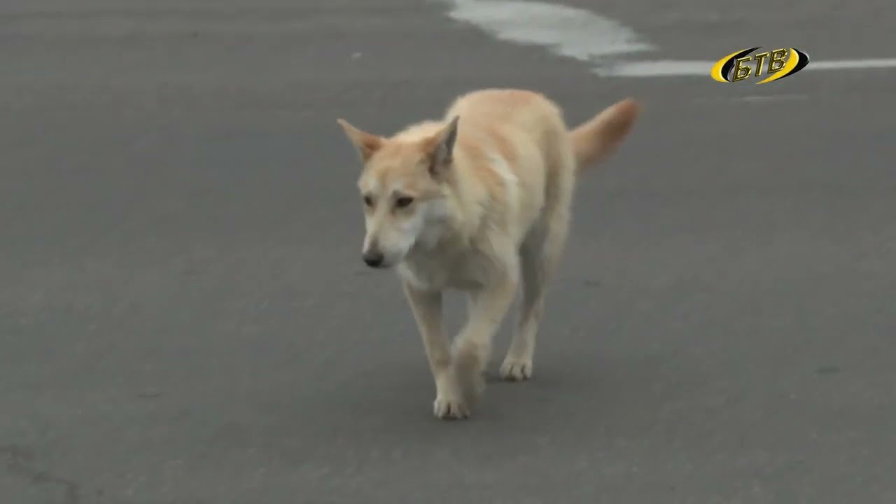 Photo of Учет и чипирование