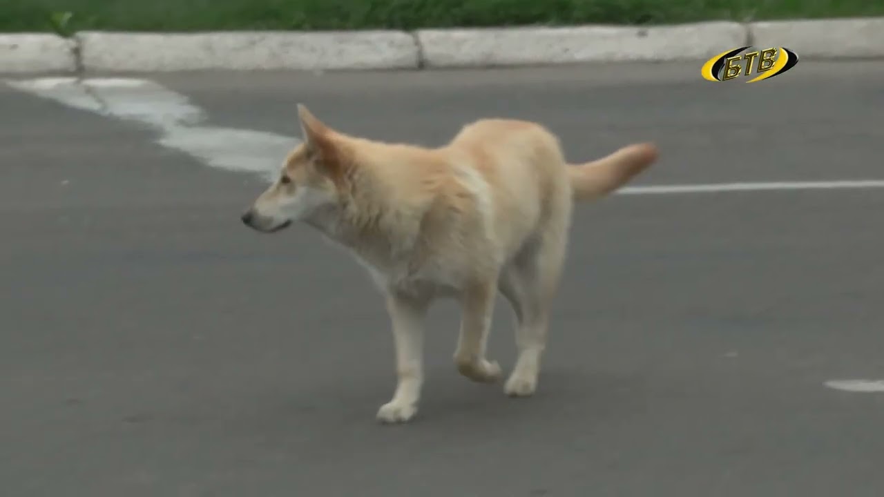 Photo of Об опасных бродячих собаках — на Вайбер-линию