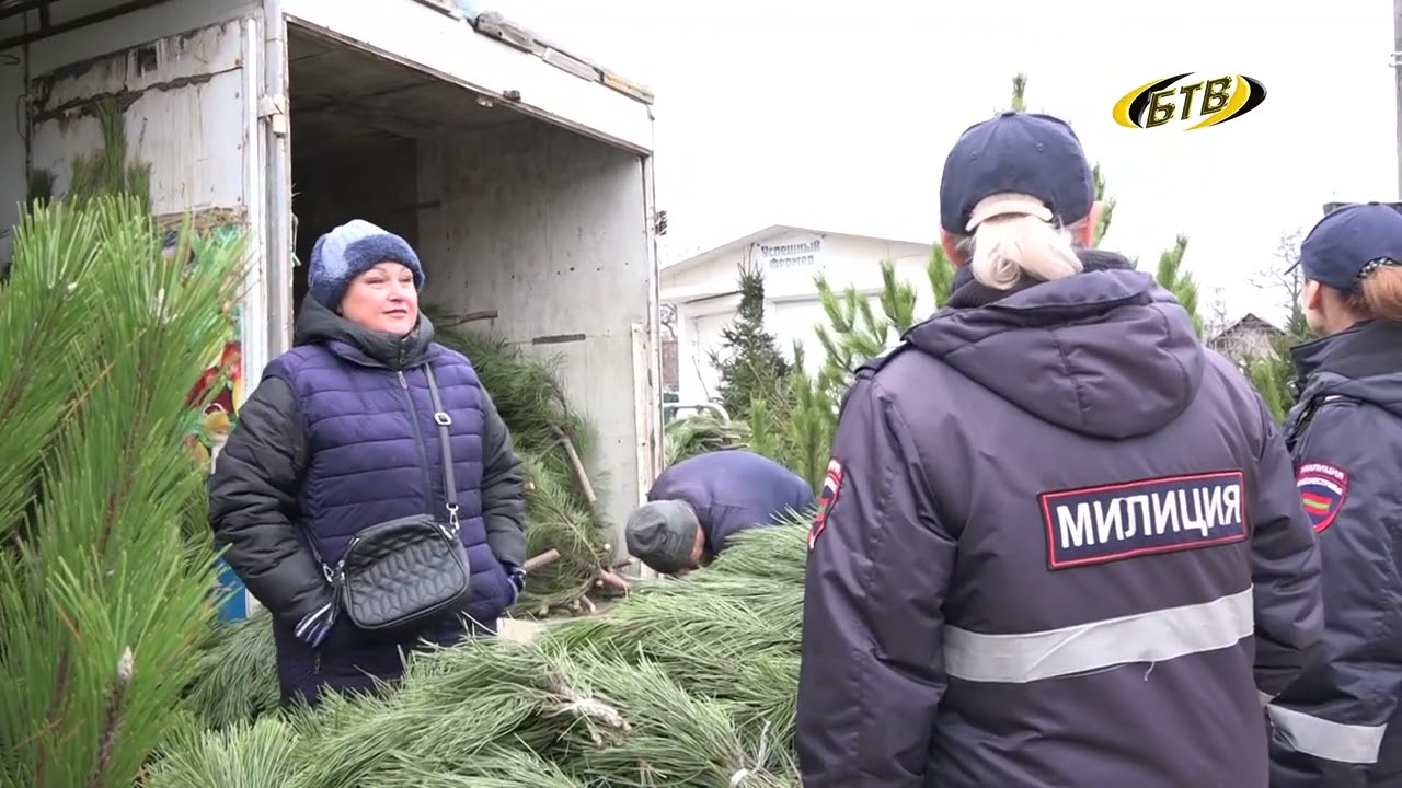 Photo of Операция «Ель»: хвойные под защитой