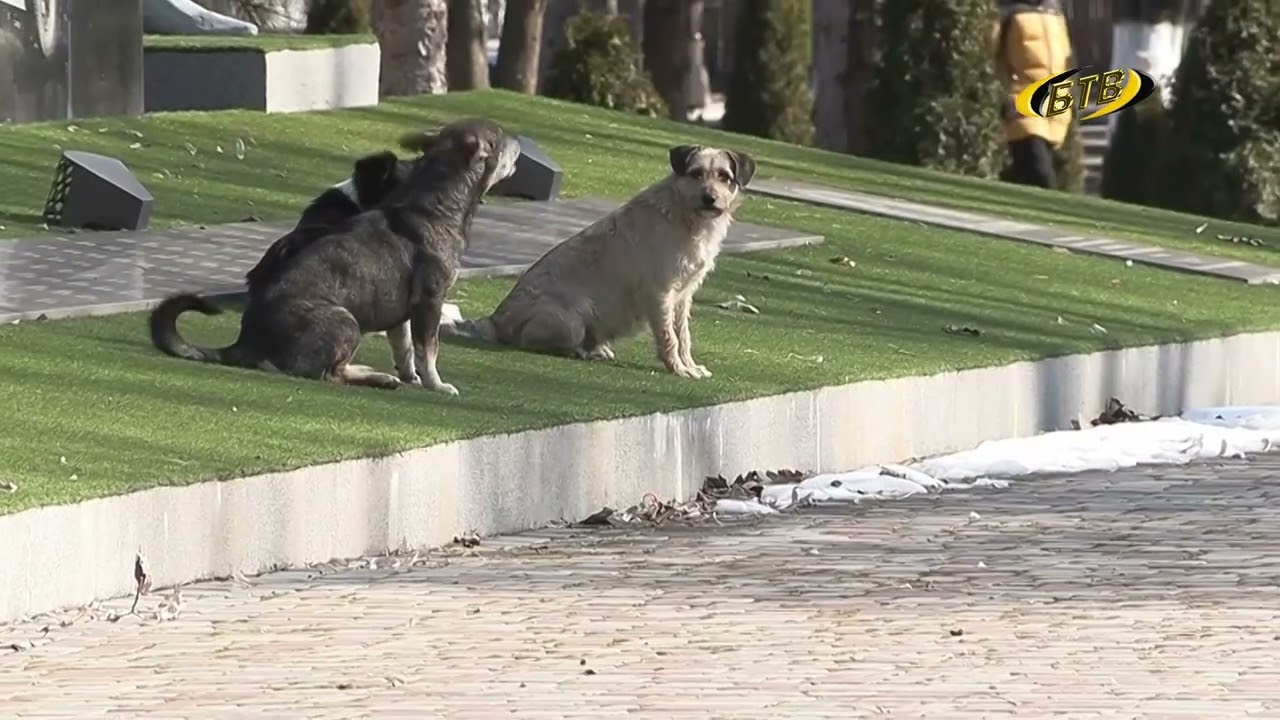 Photo of Бродячие животные: решая проблему