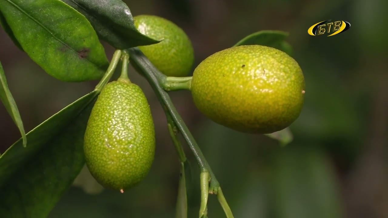 Photo of Цитрусовое лето