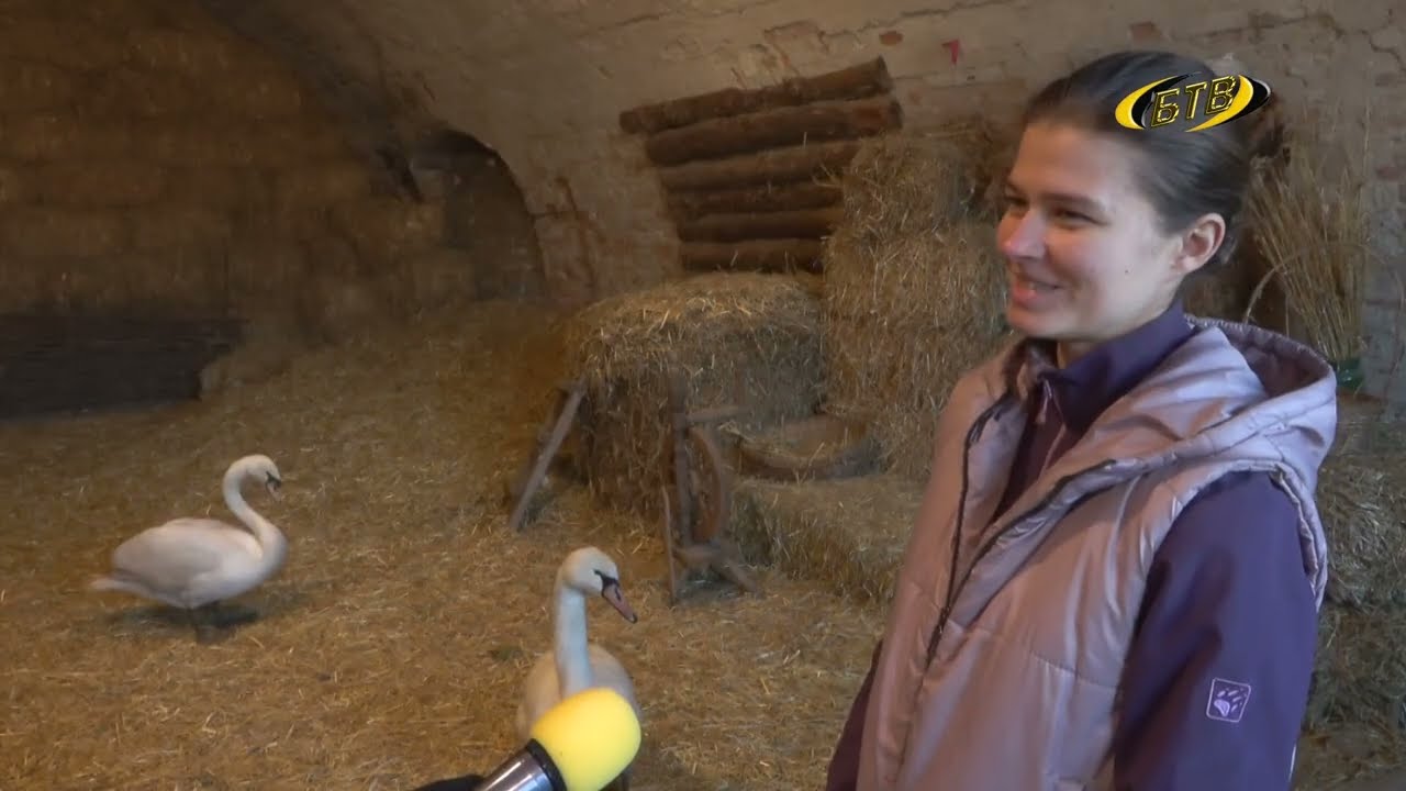 Photo of Лебединая история