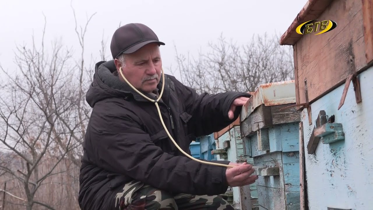 Photo of Тепло пчелиного дома